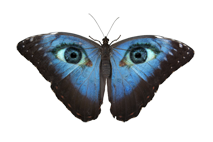 butterfly-eye2